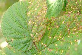 Септоріоз (біла плямистість)